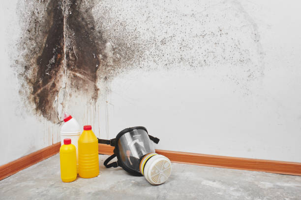 Best Toxic Mold Removal  in USA